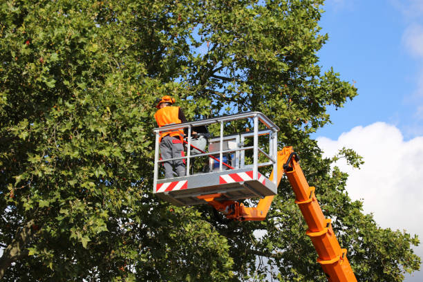 Tree Removal and Landscaping Services